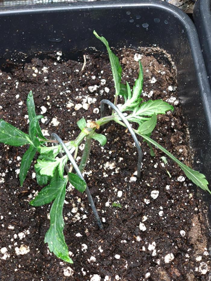 Chaos Cake Auto Anesia Seeds. Week 3