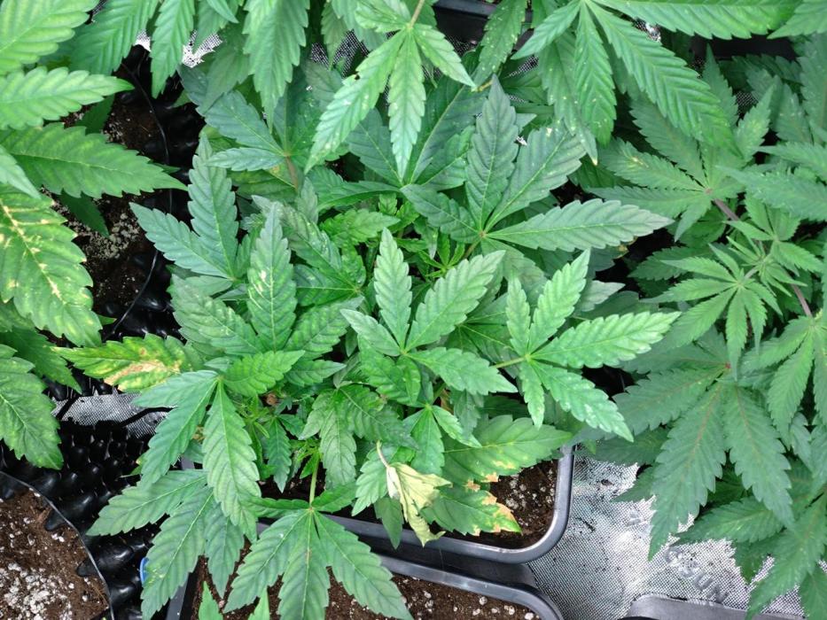 Lemonpaya Pheno #1 Fastbuds. Week 9