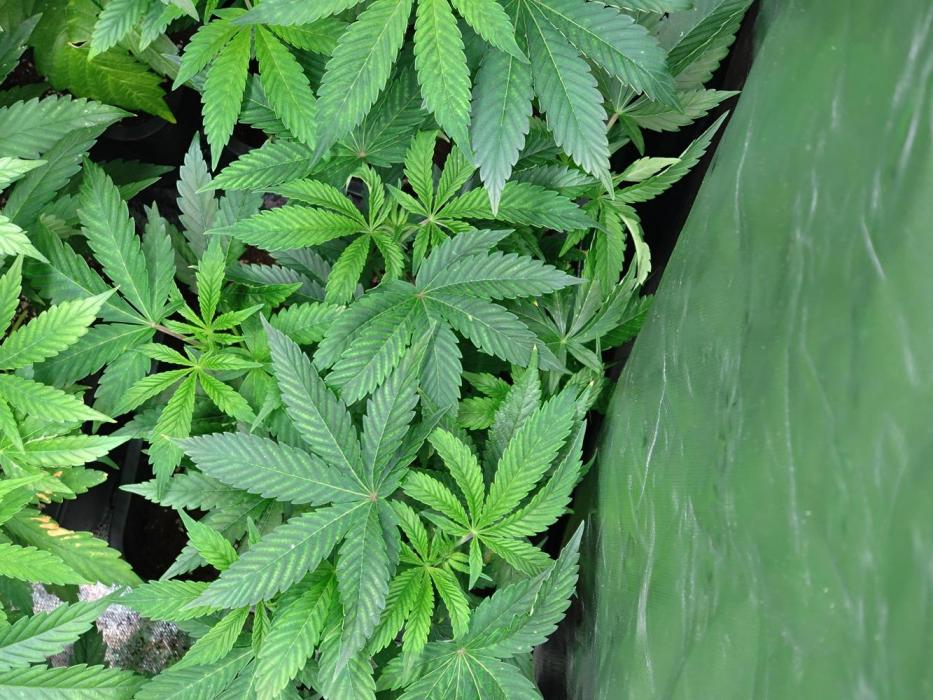 Orange Sherbet FF P#2 Fastbuds. Week 9