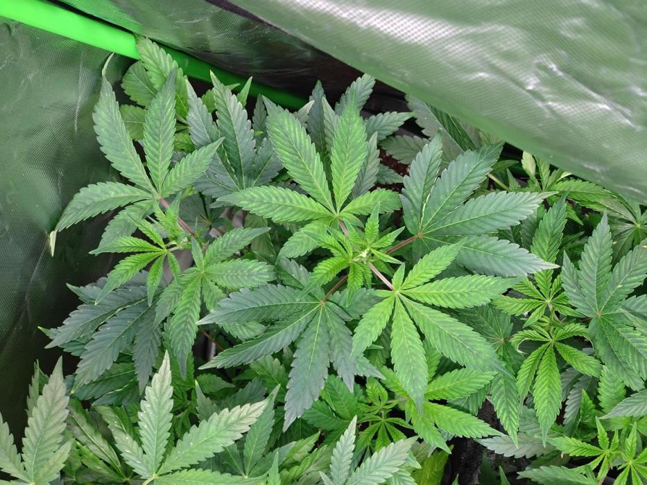 Green Gelato P#2 Royal Queen Seeds. Week 9