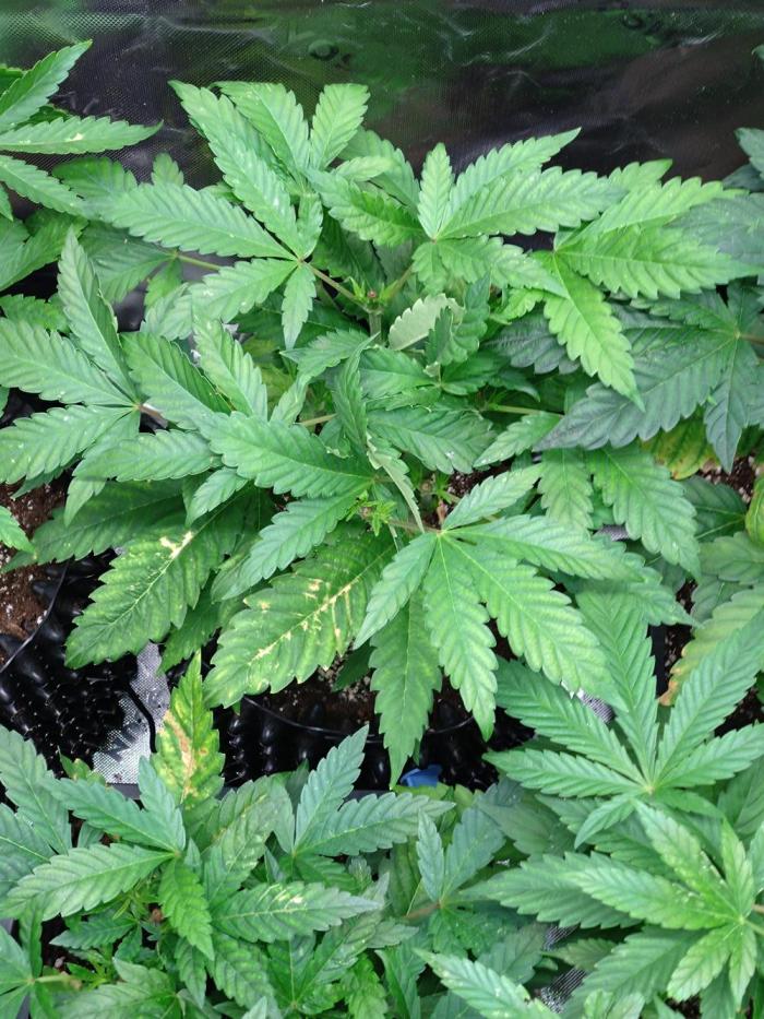 Euphoria Royal Queen Seeds. Week 9