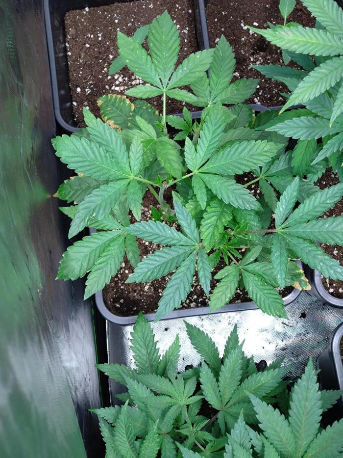 Lemon Cherry Gelato P#1 Barneys Farm. Week 9
