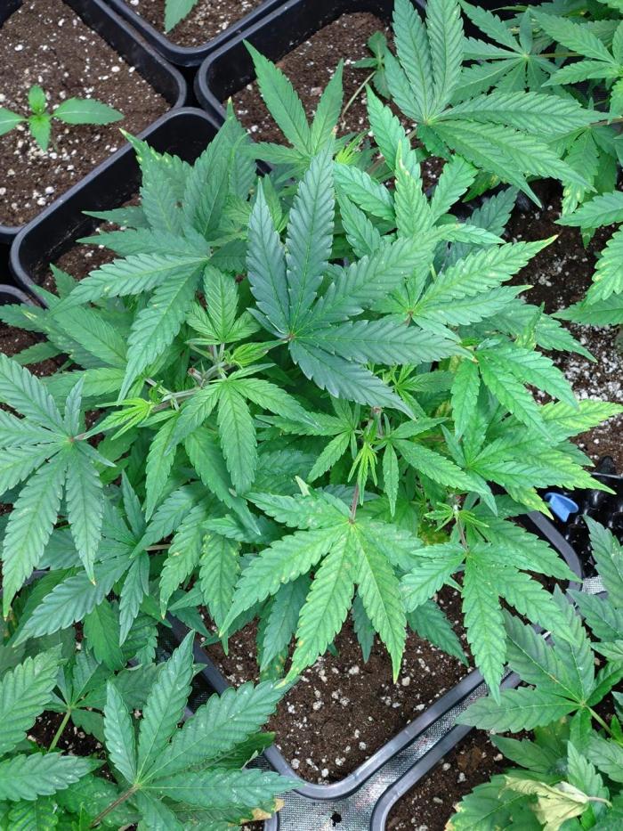 Lemon Cherry Gelato P#2 Barneys Farm. Week 9