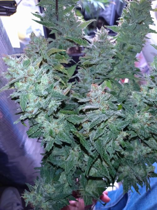 Auto #1 RF3 Mixpack Fastbuds. Week 12