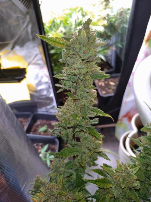 Auto #1 RF3 Mixpack Fastbuds. Week 12