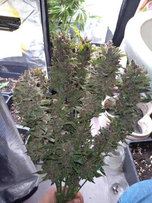 Auto #1 RF3 Mixpack Fastbuds. Week 12
