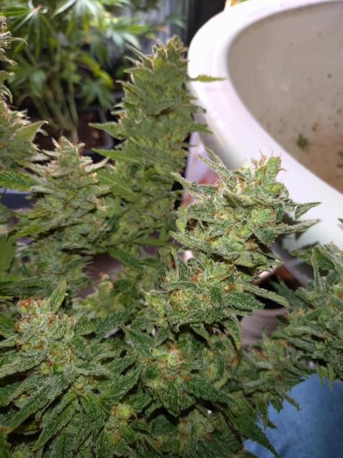 Auto #1 RF3 Mixpack Fastbuds. Week 12