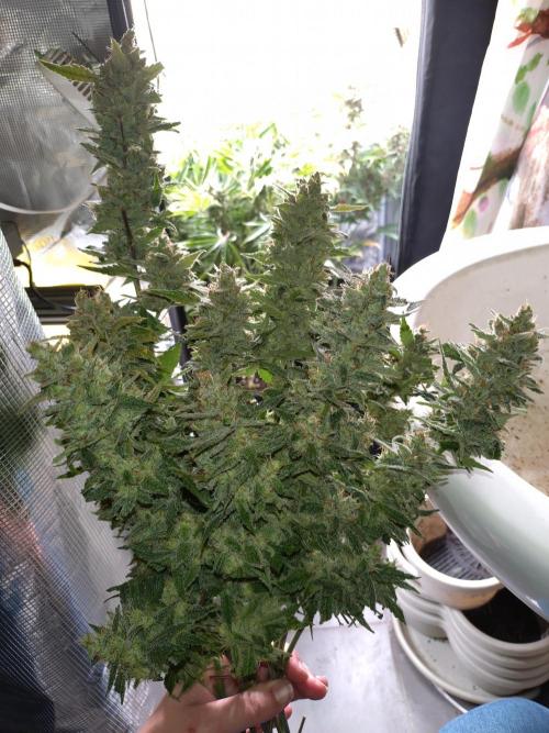 Auto #1 RF3 Mixpack Fastbuds. Week 12