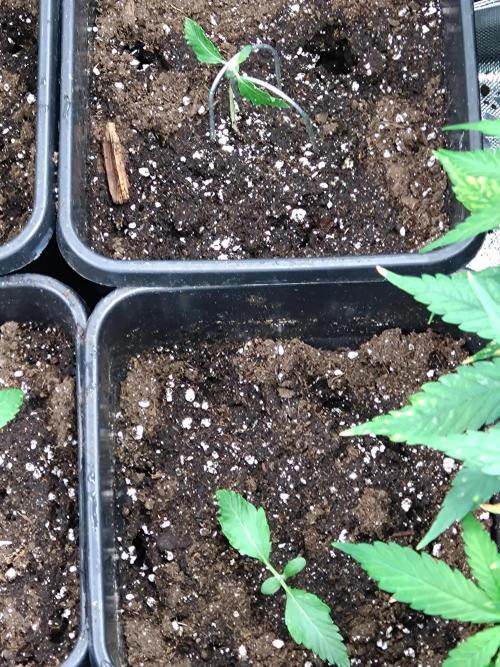 Sweet ZZ Auto Royal Queen Seeds. Week 2