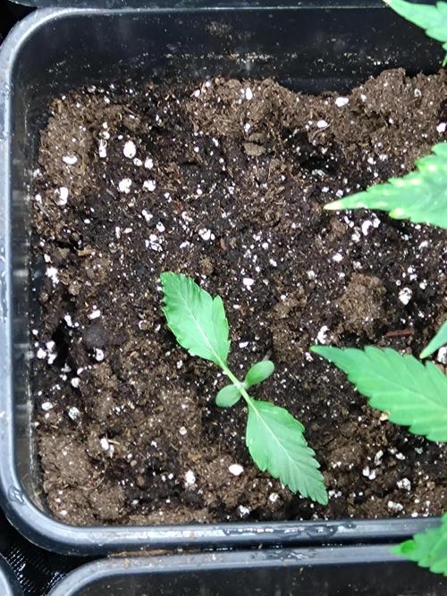 Sweet ZZ Auto Royal Queen Seeds. Week 2