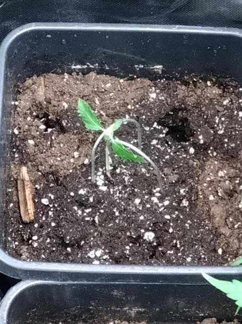 Sweet ZZ Auto Royal Queen Seeds. Week 2
