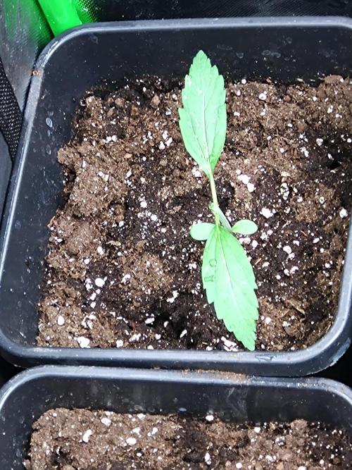 Outdoor Purplematic CBD RoyalQueenSeeds. Week 2