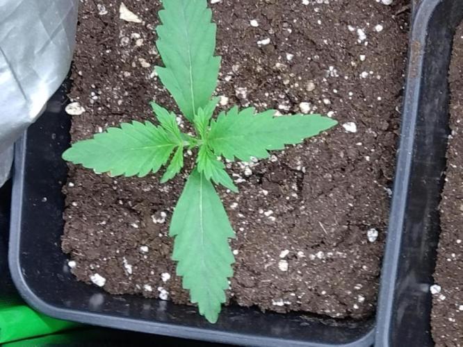 Outdoor Apricot Auto Fastbuds. Week 2