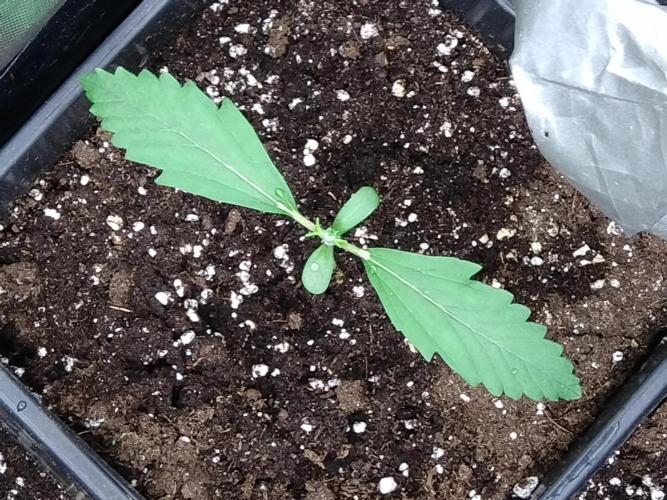 Outdoor Apricot Auto Fastbuds. Week 2