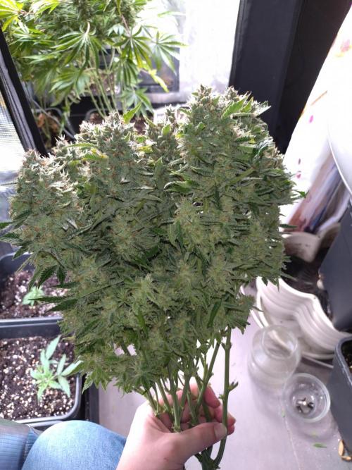 Auto #1 RF3 Mixpack Fastbuds. Week 12