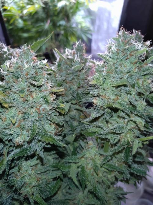 Auto #1 RF3 Mixpack Fastbuds. Week 12