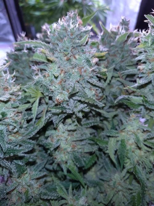 Auto #1 RF3 Mixpack Fastbuds. Week 12