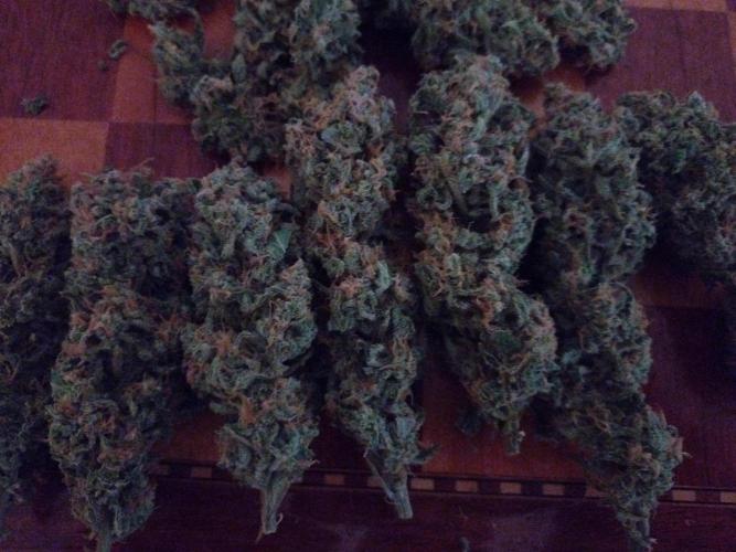 Z-Up Auto Fastbuds. Week 12