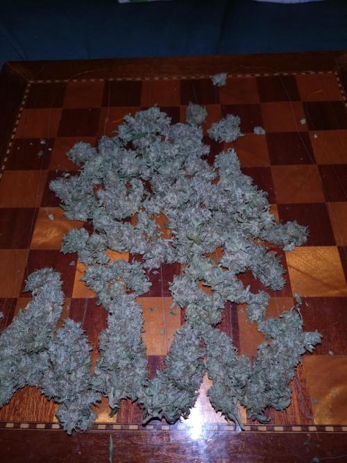 Sticky Broccoli Auto ZMA Eternity Cup'26. Week 14