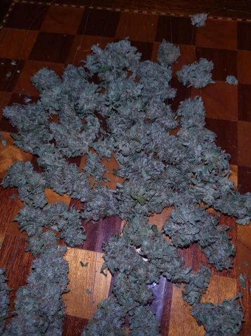 Sticky Broccoli Auto ZMA Eternity Cup'26. Week 14