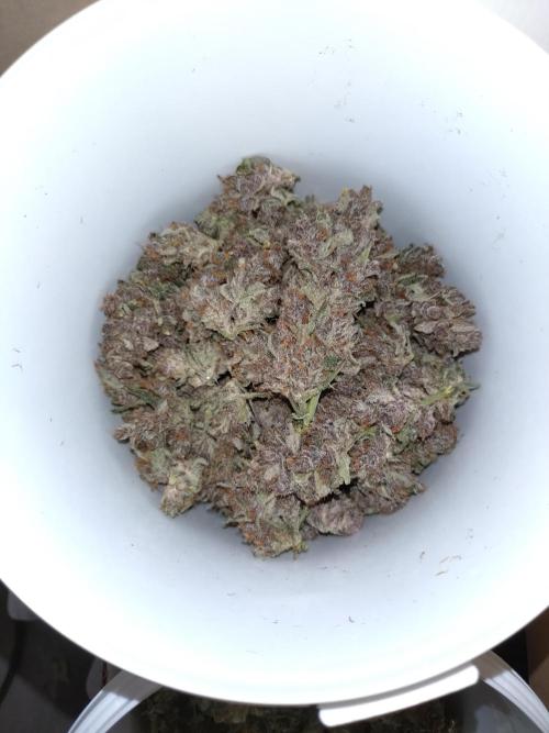 Auto #1 RF3 Mixpack Fastbuds. Week 12