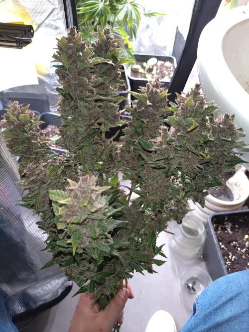 Auto #1 RF3 Mixpack Fastbuds. Week 12