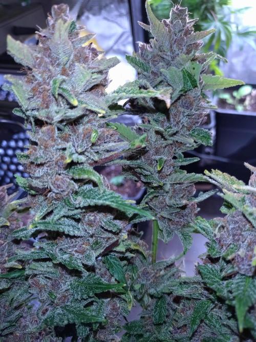 Auto #1 RF3 Mixpack Fastbuds. Week 12
