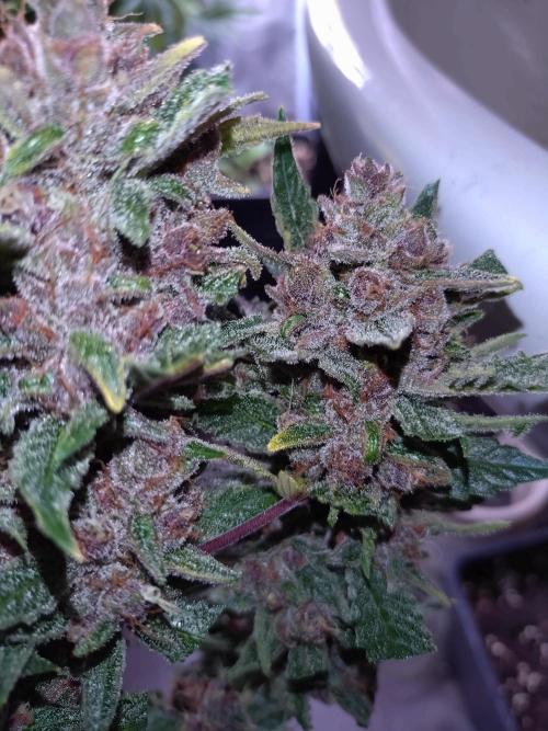 Auto #1 RF3 Mixpack Fastbuds. Week 12