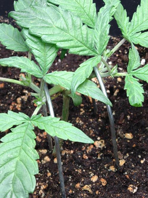 Big Bud Auto Fastbuds. Week 4