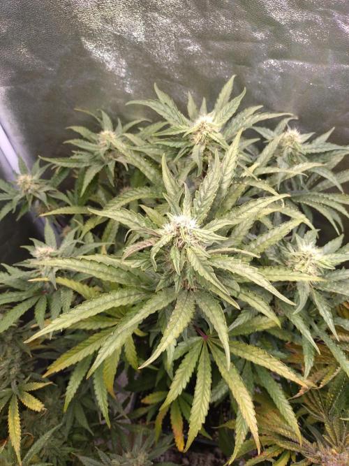 North Thunderfuck Auto RQS. Week 10