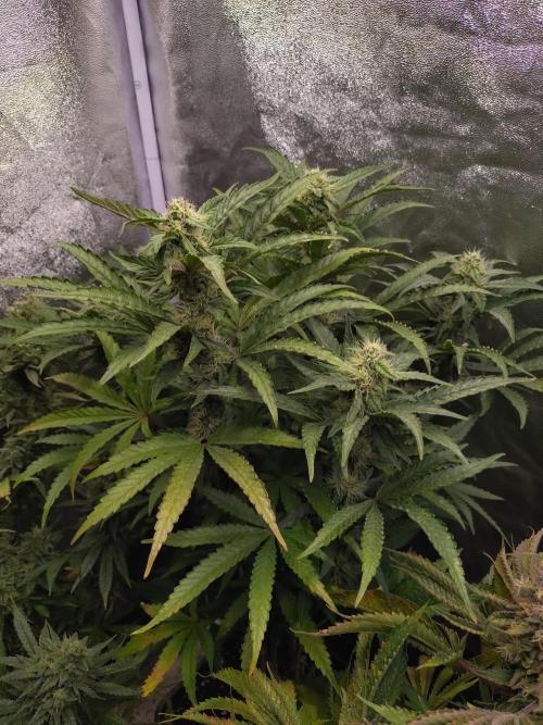 North Thunderfuck Auto RQS. Week 10