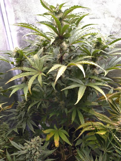 North Thunderfuck Auto RQS. Week 10