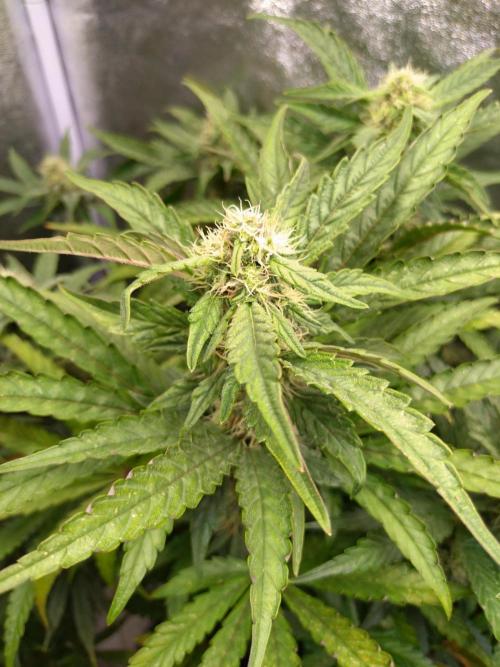 North Thunderfuck Auto RQS. Week 10