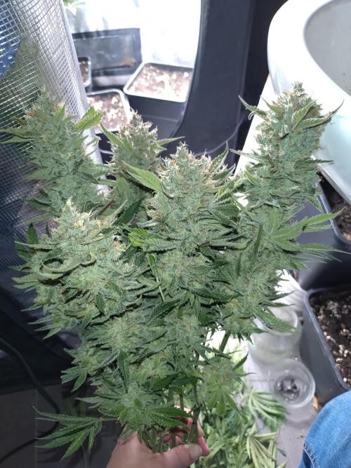 Auto #1 RF3 Mixpack Fastbuds. Week 12
