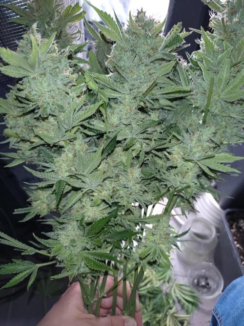 Auto #1 RF3 Mixpack Fastbuds. Week 12