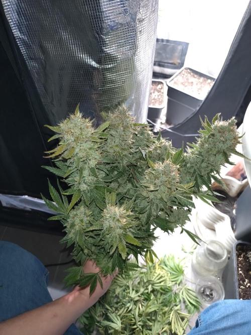 Auto #1 RF3 Mixpack Fastbuds. Week 12
