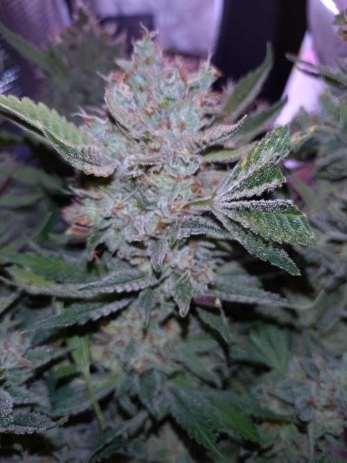 Auto #1 RF3 Mixpack Fastbuds. Week 12