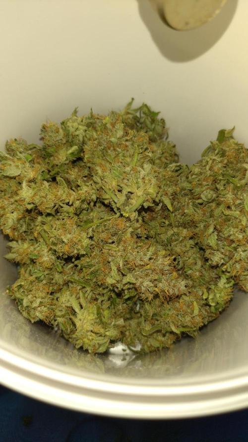 Auto #1 RF3 Mixpack Fastbuds. Week 12