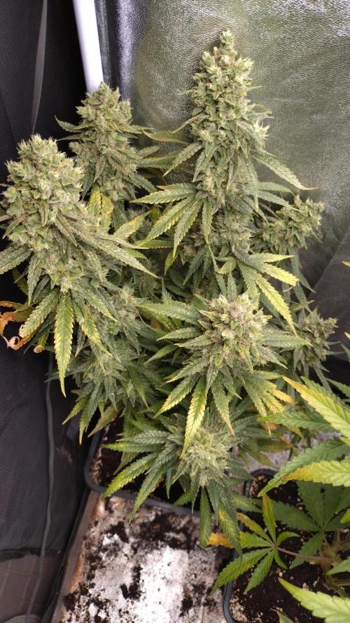 Auto #1 RF3 Mixpack Fastbuds. Week 12