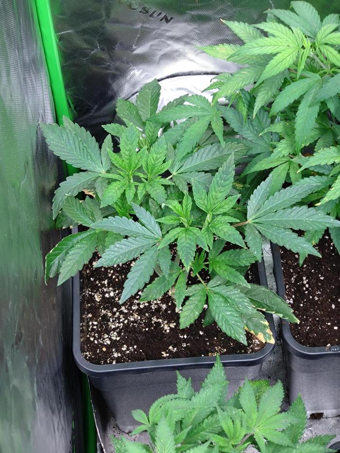 Lemon Cherry Gelato P#1 Barneys Farm. Week 10