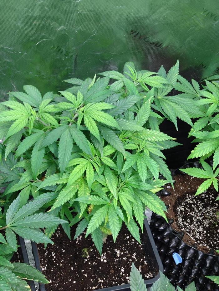 Lemon Cherry Gelato P#2 Barneys Farm. Week 10