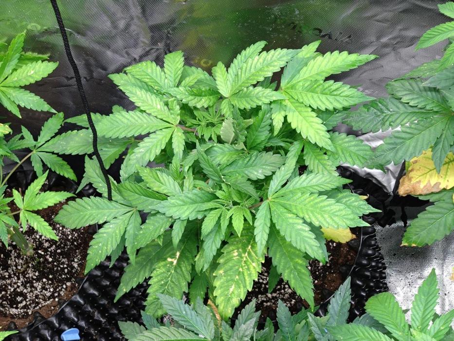 Euphoria Royal Queen Seeds. Week 10