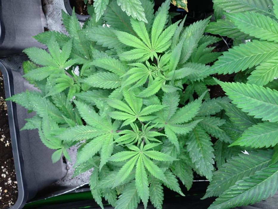 Cosmic Cheddar F1'26 Royal Queen Seeds. Week 8