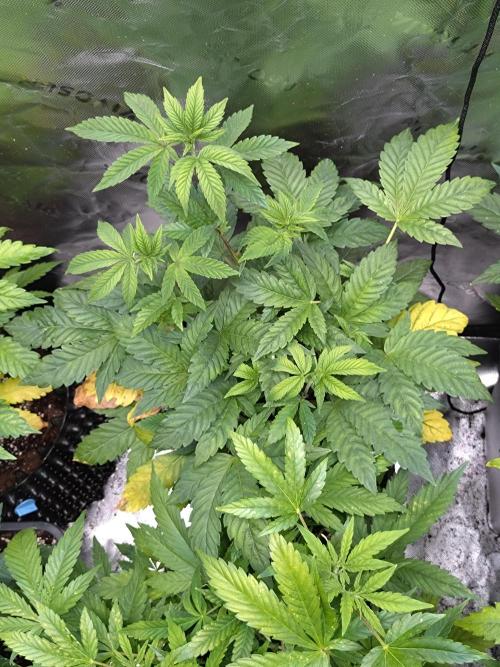 Green Gelato. Week 10