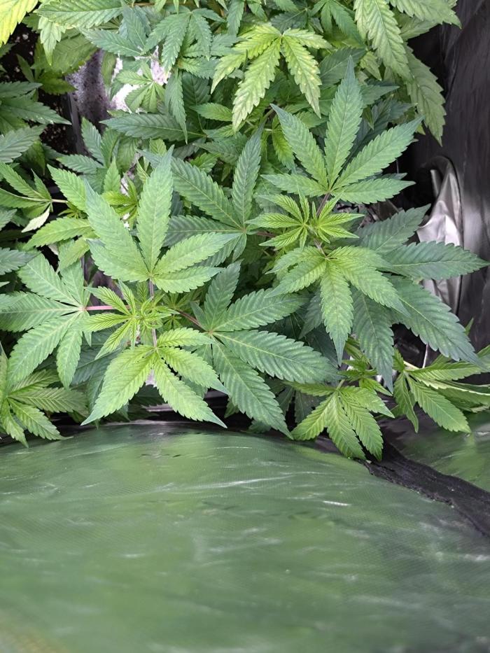 Green Gelato P#2 Royal Queen Seeds. Week 10
