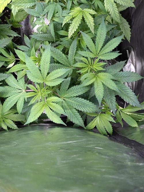 Green Gelato. Week 10