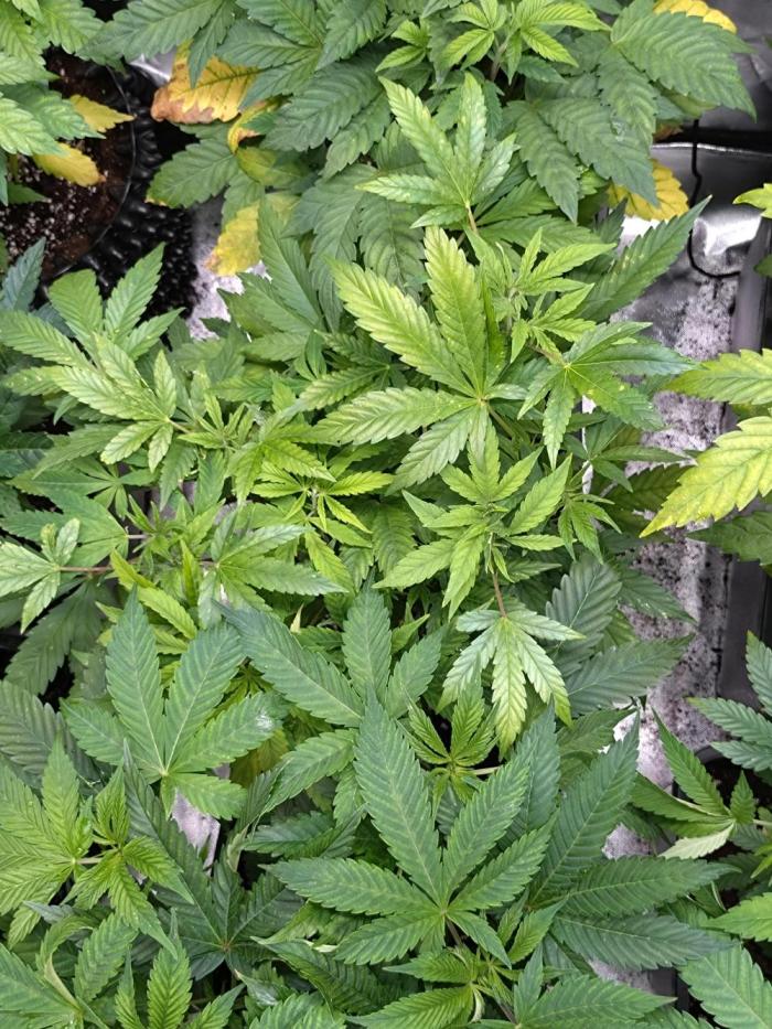 Orange Sherbet FF P#1 Fastbuds. Week 10