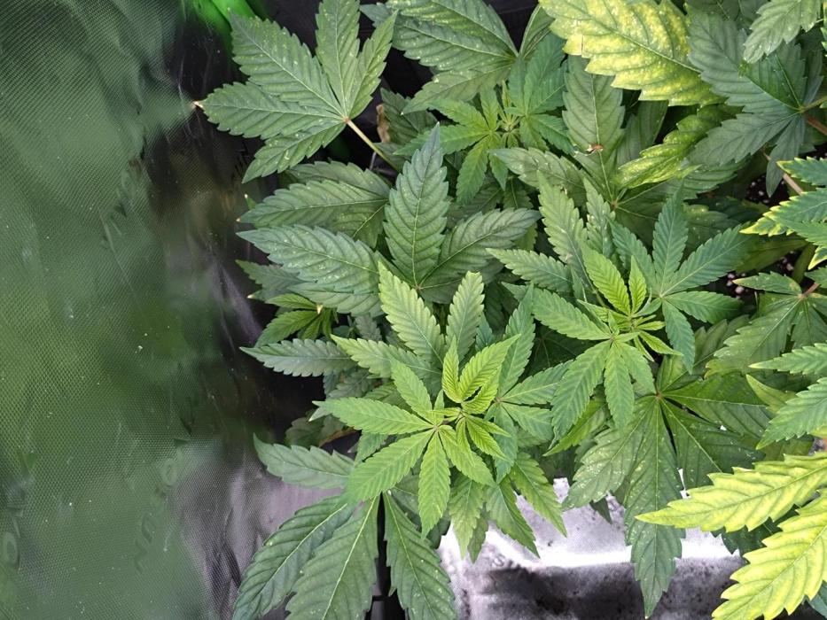 Lemonpaya Pheno #2 Fastbuds. Week 10