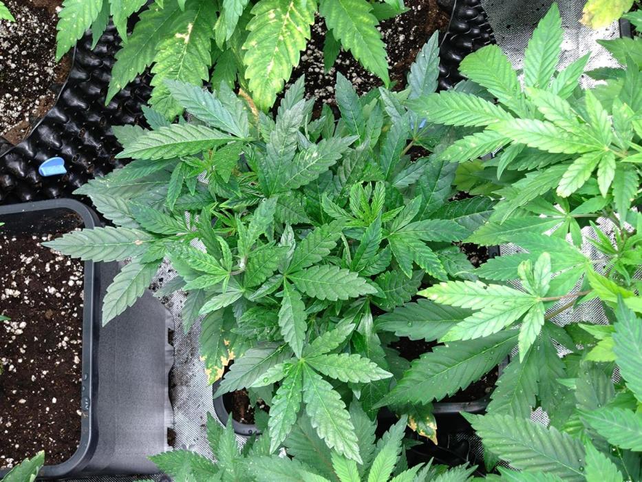 Lemonpaya Pheno #1 Fastbuds. Week 10