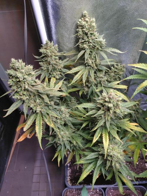 Auto #1 RF3 Mixpack Fastbuds. Week 13